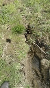 Vole Hole Digging out vole tunnel to lay traps to