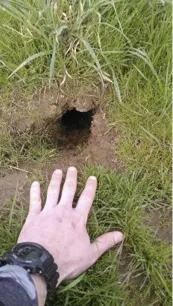 Vole Hole The difference between a vole hole and a regular gopher mound or mole hole