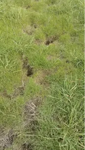 Vole Hole Small holes in a customer's yard identifying a vole living space