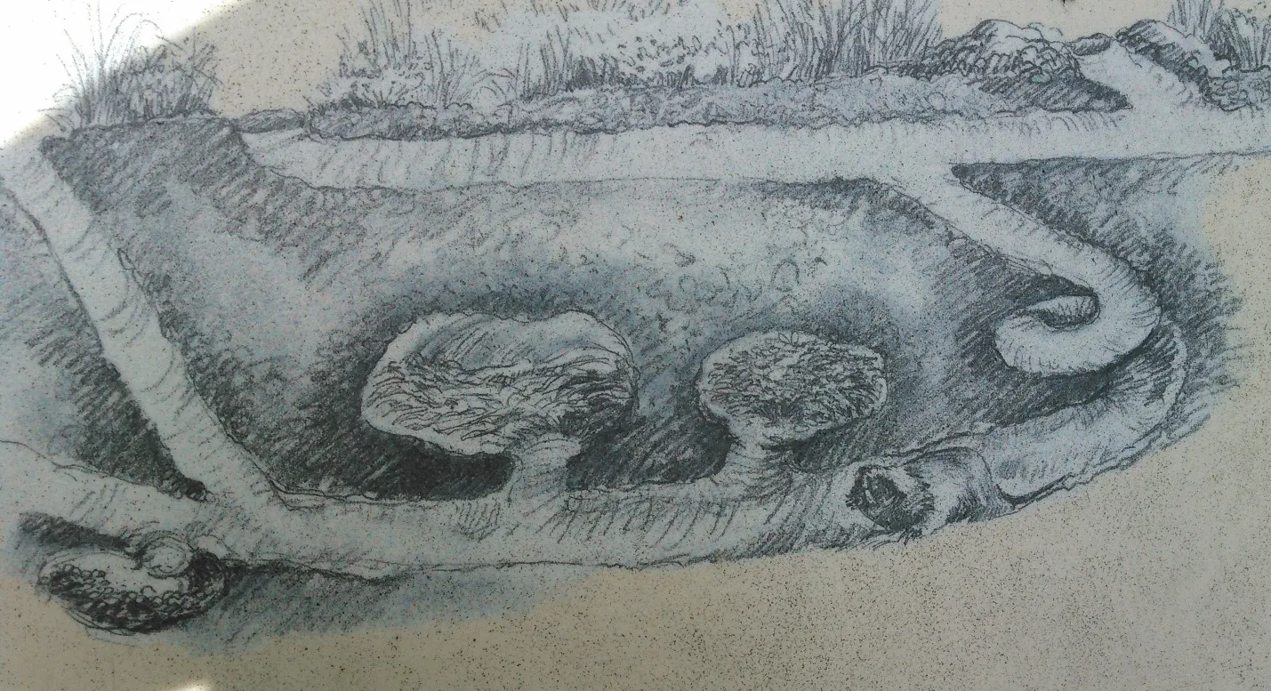 Gopher Trap Drawing showing the complicated tunnels of a gopher tunnel system - We're experienced local gopher control experts